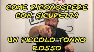 COME RICONOSCERE CON SICUREZZA UN PICCOLO TONNO ROSSO