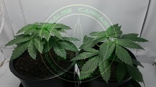 L.C.C's Master Kush Grow Episode: 5