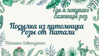 Посылка из питомника Розы от Натали. Если саженец сухой.