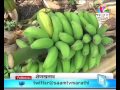 success story of kolhapur based dhananjay gundes desi banana farming