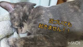 🐱猫・多頭飼い（group feeding)寝姿が面白い！！