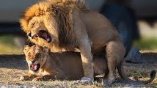 Top animal video: Animal forest lion mating|AmazonIan Wildlife_tiktok |جفت گیری شیر نر جوانتر قبیله