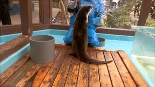 【カワウソ】きらりとひらりの違い（伊勢シーパラダイス／水族館）