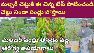 మల్బరీ చెట్టు ప్రోనింగ్ చేయడం, అలాగే మల్బరీ పండ్లు వలన హెల్త్ బెనిఫిట్స్