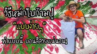 สูตรดินปลูกบอนสีของสวนเบิดชัยบอนสี|เบิดชัย บอนสี