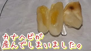 カナヘビに生きる意味を教えてもらいました。【未受精卵】