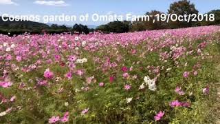 【日本の風景】秋の花:秋桜（コスモス）長崎県大村市