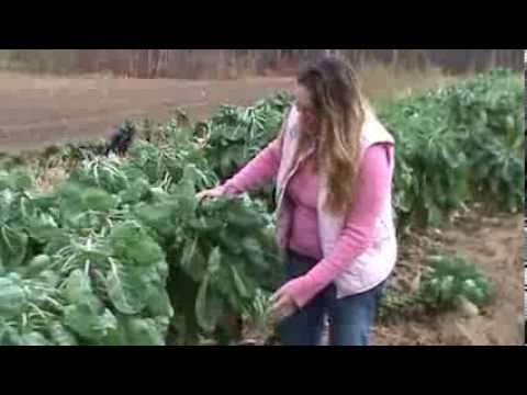 Brussel Sprouts, how they grow. The Farm, Woodbury CT Field Tour with Amanda Brussel Sprouts, how they grow. The Farm, Woodbury CT Field Tour with Amanda