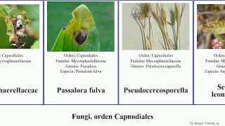 Fungi, orden Capnodiales septoria cercospora fungus fulva Mycosphaerella acicola Gallagher Jesse