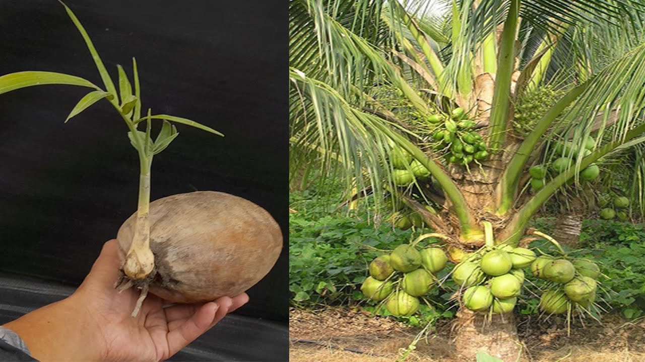 How To Grow Coconut Tree At Home | Coconut Seed Germination In ...