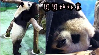 圓圓站直找點心，圓圓後腳很有力|熊貓貓熊The Giant Panda Yuan Yuan and Yuan Bao|台北市立動物園