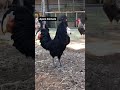 our many roosters crowing compilation different breeds shorts