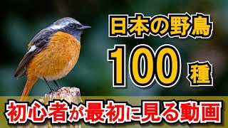 【最新版】日本の野鳥100種！動画で観る初心者用野鳥図鑑！