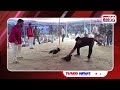 betting crores of rupees in chicken bets in three days sankranthi tvn99 news