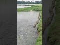 amazing fish in flood waters বন্যার পানিতে আশ্চর্যজনক মাছ 🐟🦈 shorts viralvideo fish