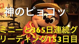 ミニーと365日連続グリーティング153日目〜神のピョコッ〜 my Disney tour day 153 I meet minnie mouse