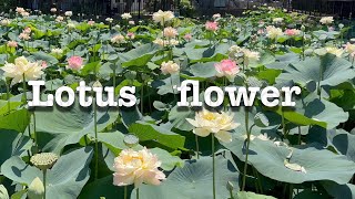 【蓮の花満開/法華経寺】今年も見ごろを迎えた蓮の花！葉っぱの上に仏様が乗っている絵が浮かぶこの花を！！