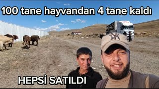 HAYVANLAR SATILDI SEZON KAPANDI ~~ ERKEK HAYVAN SEZONU KAPANDI~ BAKIN NELER OLDU