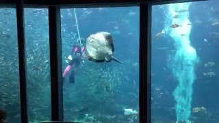 下田海中水族館名物！「伊豆のイワシのトルネードショー」　＜イズハピ動画＞