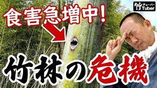 【竹虎】続・竹の危機！メンチクまでも、たけのこ虫か？真竹・淡竹など竹林で起こっている大異変 A cataclysmic change in Japanese bamboo forests 竹虎四代目