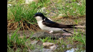 Jiřička obecná, Common House Martin, Mehlschwalbe, Huiszwaluw, Городская ласточка, Oknówka