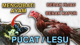 CARA MENGOBATI AYAM SAKIT BERAK HIJAU, BERAK KAPUR , PUCAT, DAN LESU