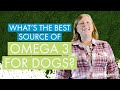 Phytoplankton | What’s The Best Source Of Omega-3 For Dogs?