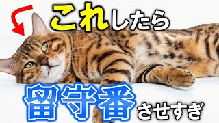 留守番させすぎた猫だけがする行動15選