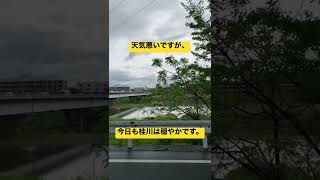 【ふらっとさんが行く！京都桂】今日も桂川は穏やかです。＃京都桂エリア創造計画＃地域密着YouTube