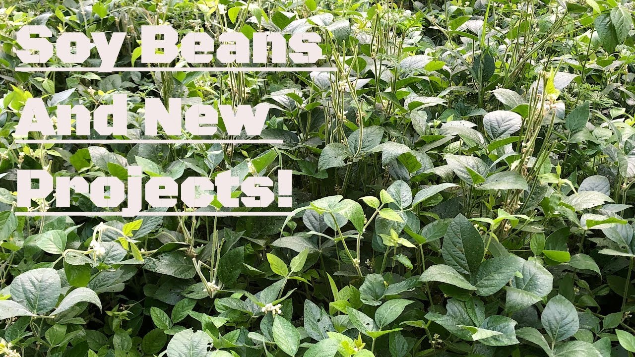 Soybean Food Plots For Deer | Updates And New Projects 2020 - YouTube