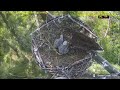 wrdc eagle nest cam 29.01.2025 15 02