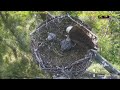 wrdc eagle nest cam 29.01.2025 15 02