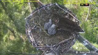 WRDC Eagle Nest Cam 29.01.2025 15:02