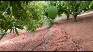 Banganapalli Mango Farm