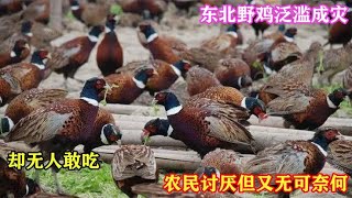 东北野鸡泛滥成灾，却无人敢吃？农民讨厌但又无可奈何！