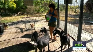 Friends safely evacuate animals during pond fire