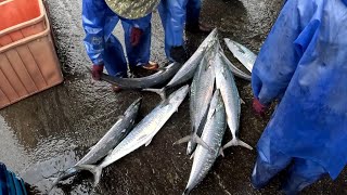 煙仔虎在這 土魠與油帶 整個冬天都有 How amazing fishing fishes!! crazy fresh, 粉鳥林漁港, #fishing #netting 0