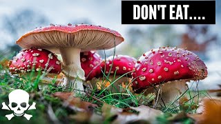 10 Most Dangerous Mushrooms That You Must Avoid At All Cost