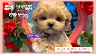 🐶 강아지 분양부터 2개월동안의 성장 브이로그 🐶 / 크림 말티푸