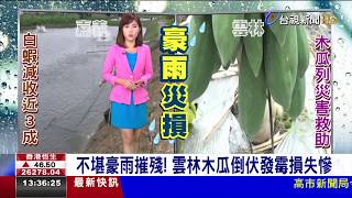 不堪豪雨摧殘！雲林木瓜倒伏發霉損失慘