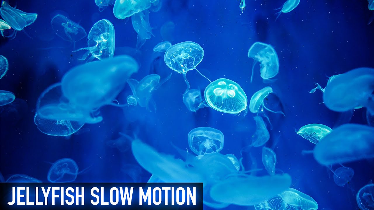 Slow Motion Jellyfish Footage Youtube