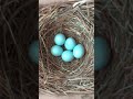 A Fascinating Look at Baby Bluebirds: Time-Lapse Video with Live Nest Box Cam