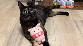 【猫のご飯】【猫の食後の遊び】