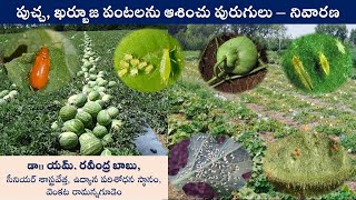 పుచ్చ, ఖర్బూజ పంటలను ఆశించు పురుగులు – నివారణ || డాII  యమ్. రవీంద్ర బాబు, సీనియర్ శాస్త్రవేత్త