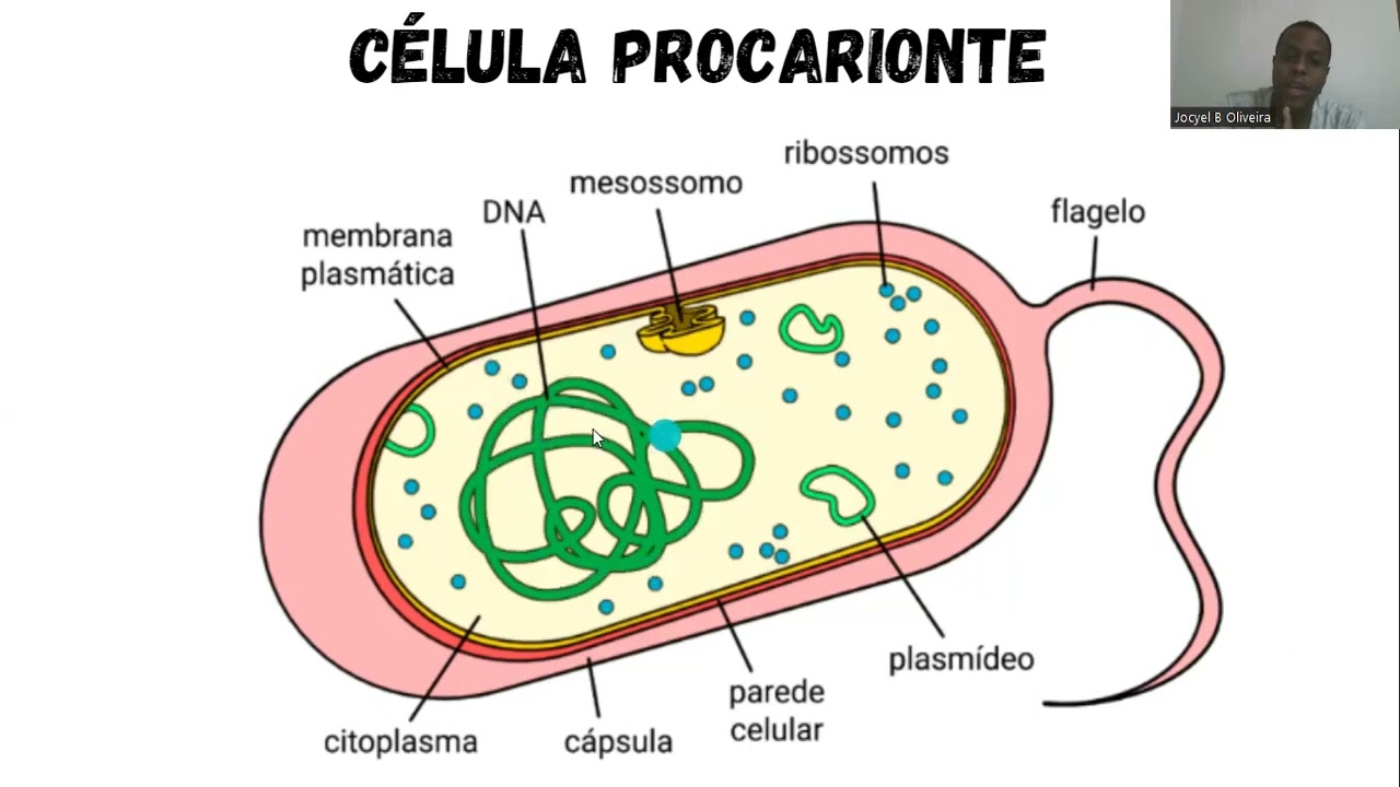 MOLÉCULAS CÉLULAS E TECIDOS - YouTube