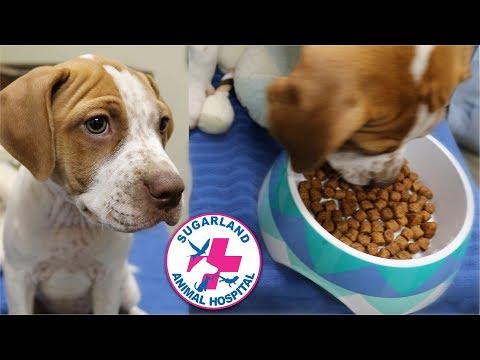 Can dogs drink water before surgery?