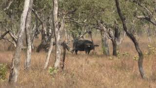 Asiatic Water Buffalo