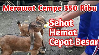 Cara Merawat Cempe Anak Kambing Tanpa Induk | Oke Tips