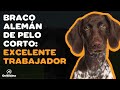 🐶 BRACO ALEMÁN DE PELO CORTO: 9 COSAS que debes saber