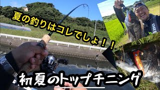 【チヌ  クロダイ】ヒットシーン必見！初夏のトップチニング！